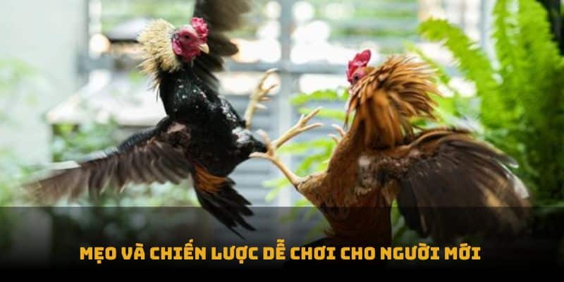 mẹo chơi đá gà trực tuyến